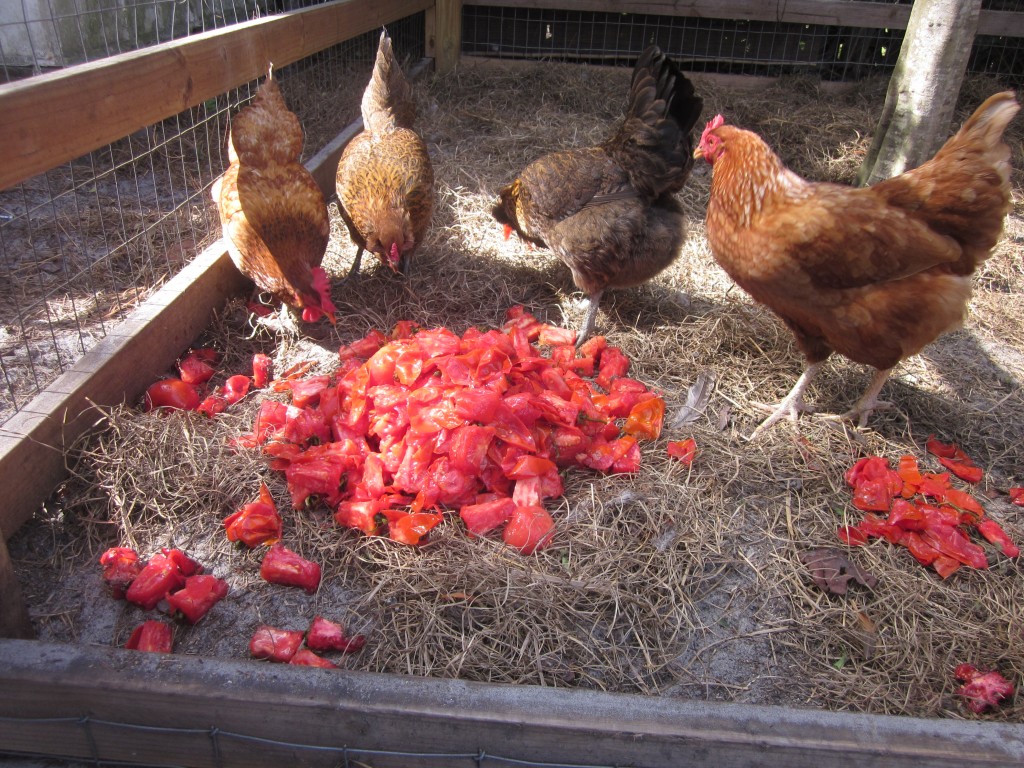 sunshine canning | chickens